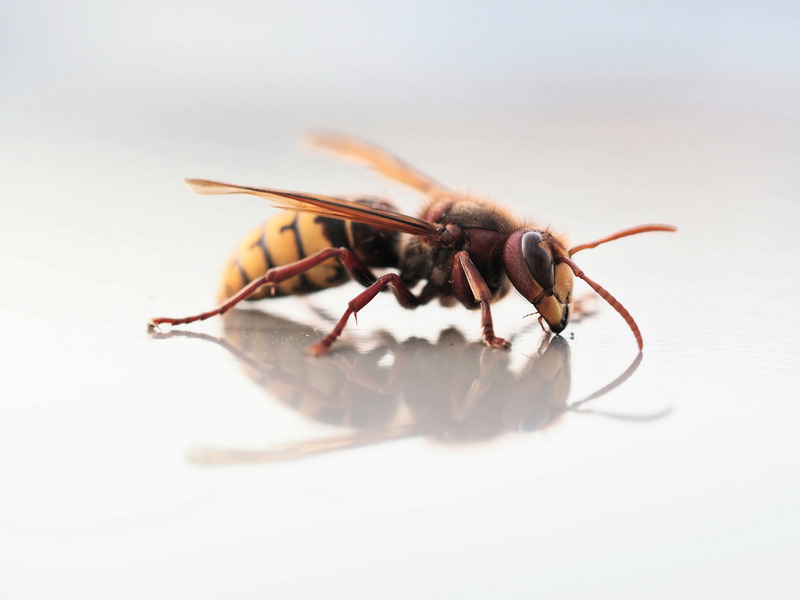 Destruction de nids de frelons asiatiques